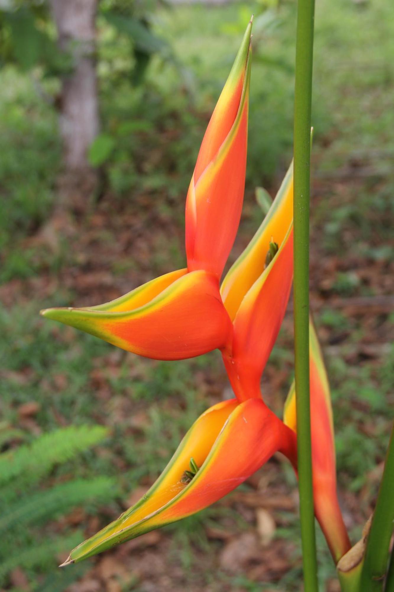 Purachata Ecolodge Iquitos Eksteriør billede