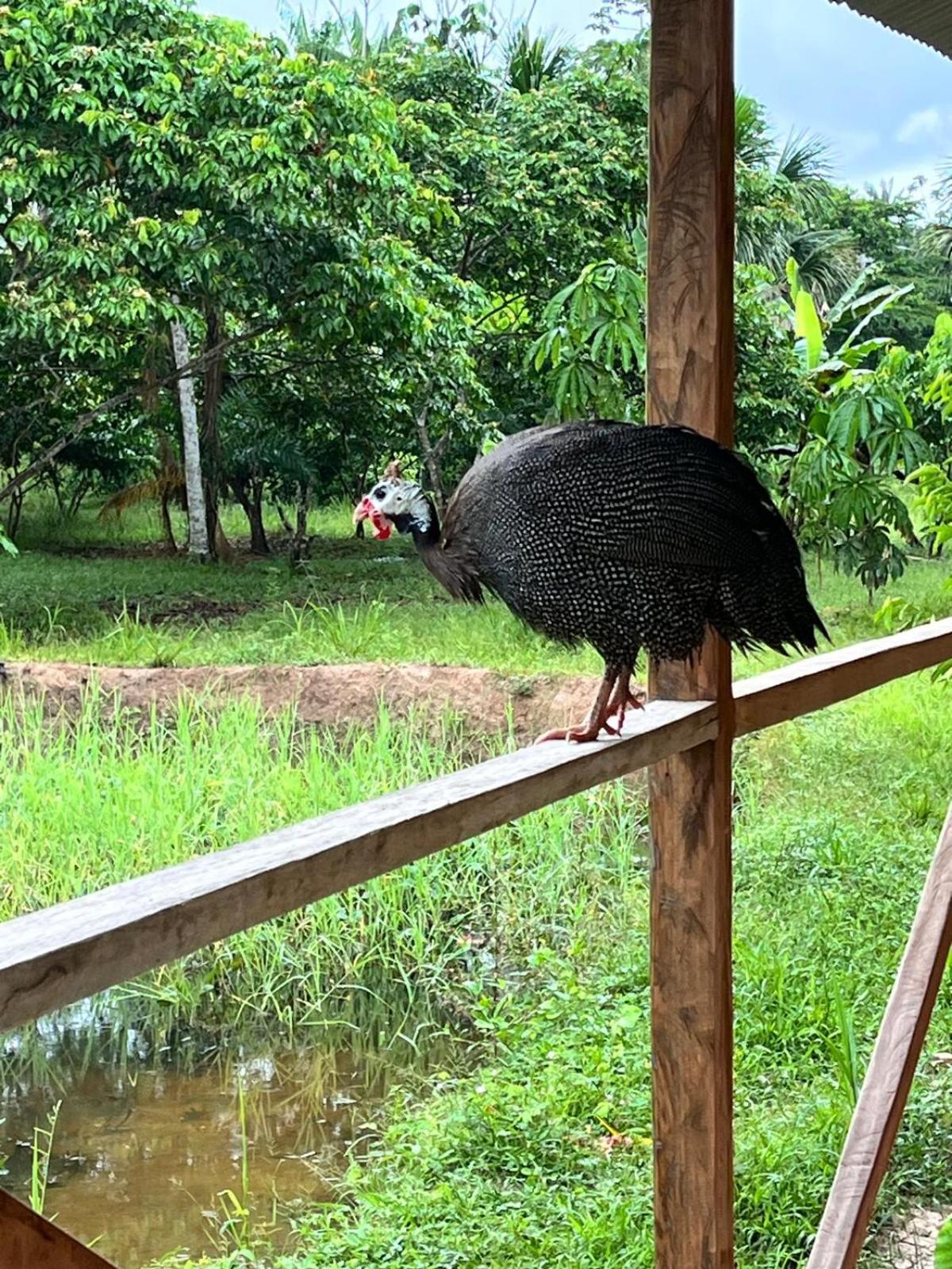 Purachata Ecolodge Iquitos Eksteriør billede