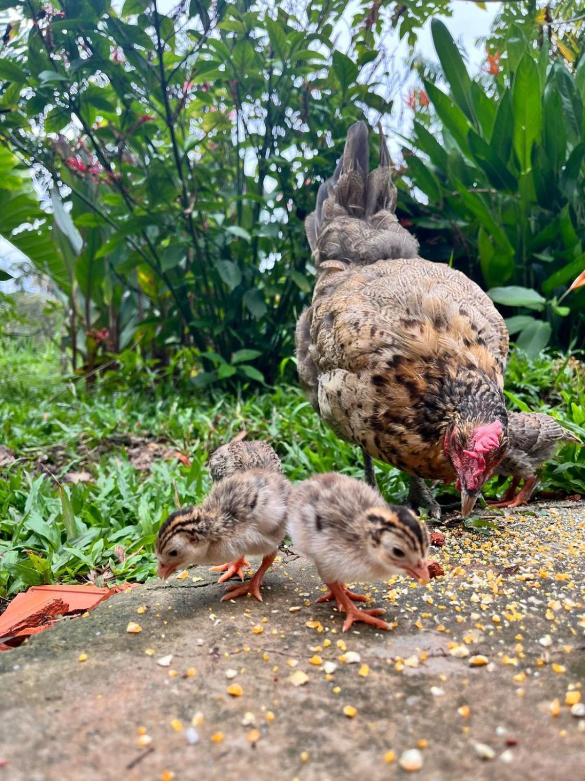 Purachata Ecolodge Iquitos Eksteriør billede