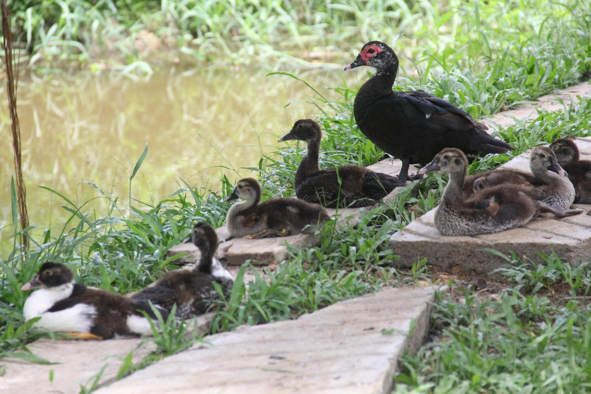 Purachata Ecolodge Iquitos Eksteriør billede