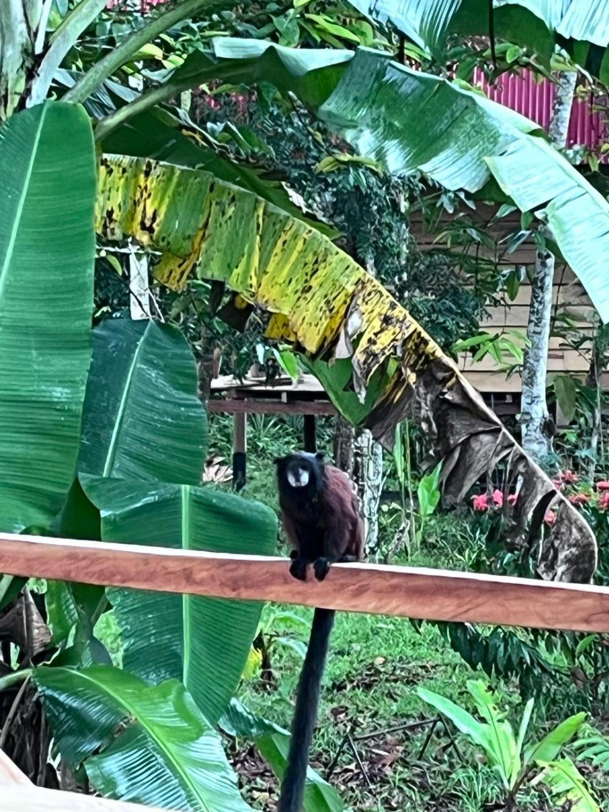 Purachata Ecolodge Iquitos Eksteriør billede